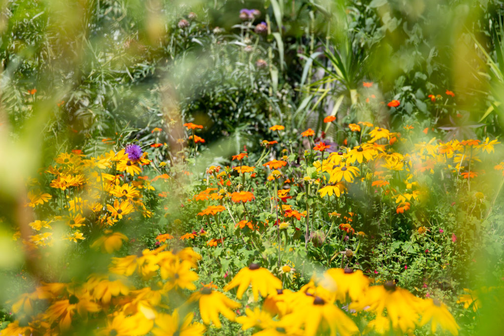 Festival des jardins saline royale