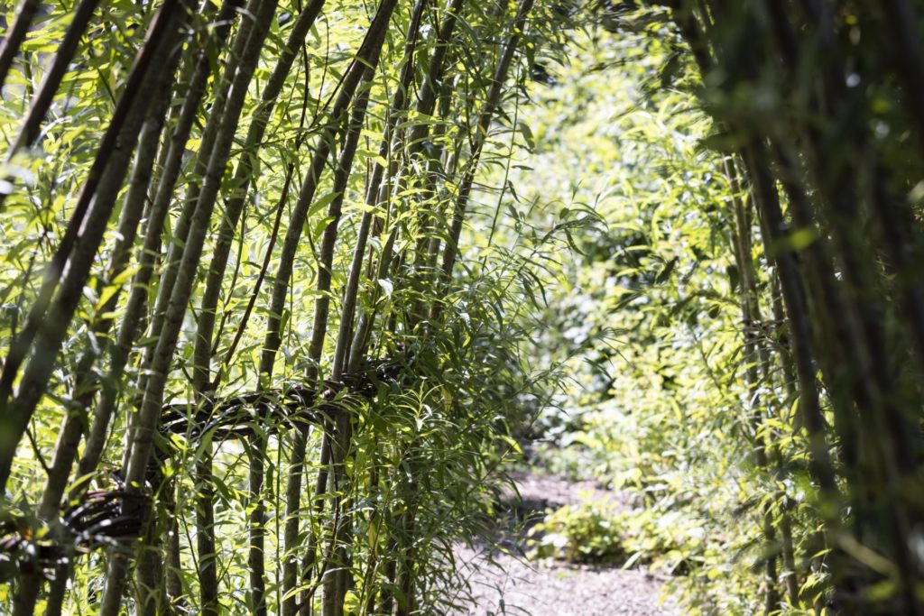 La forêt comestible - Saline royale Arc et Senans