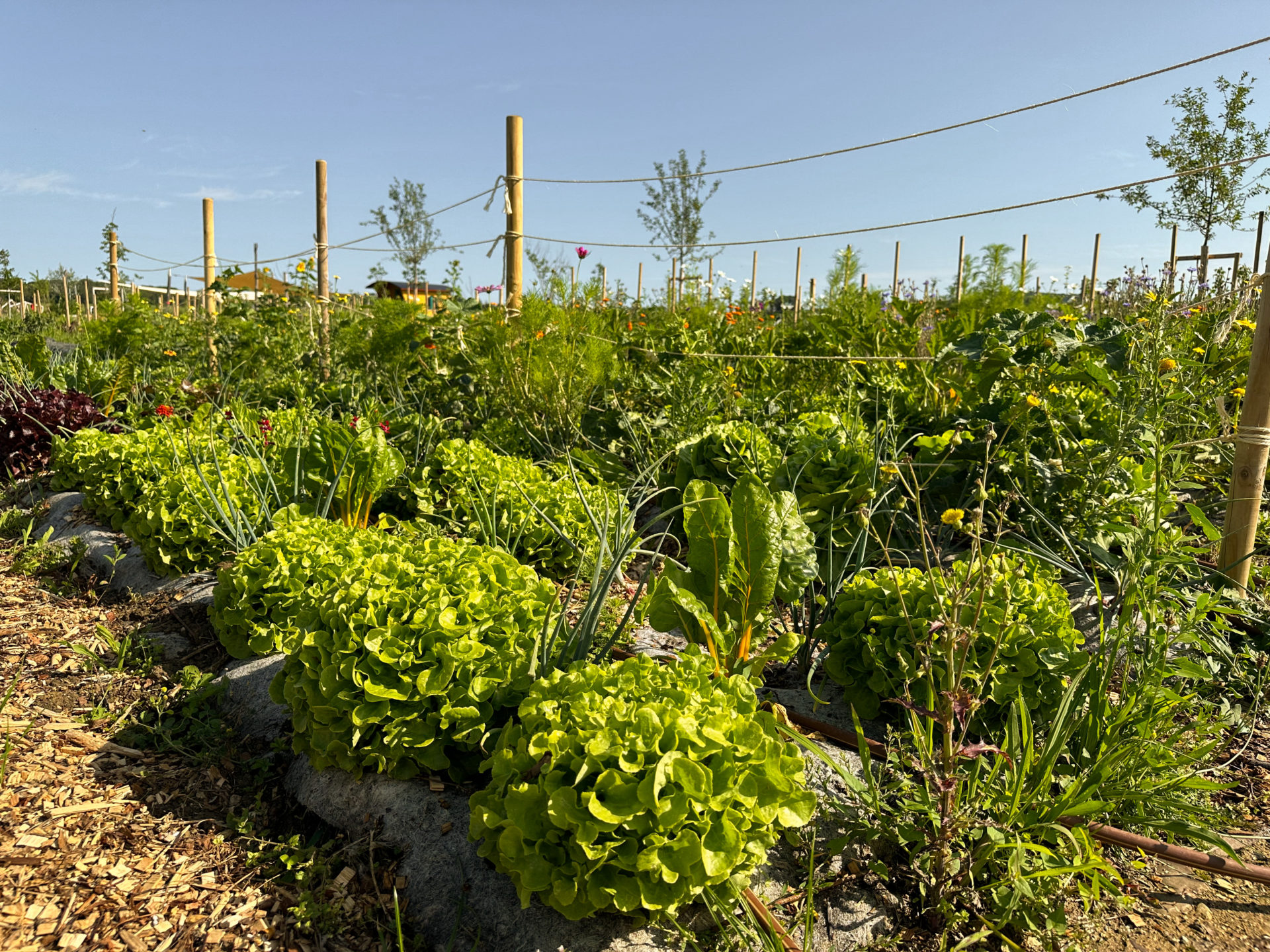 Découvrir le jardin maraîcher sur sol vivant